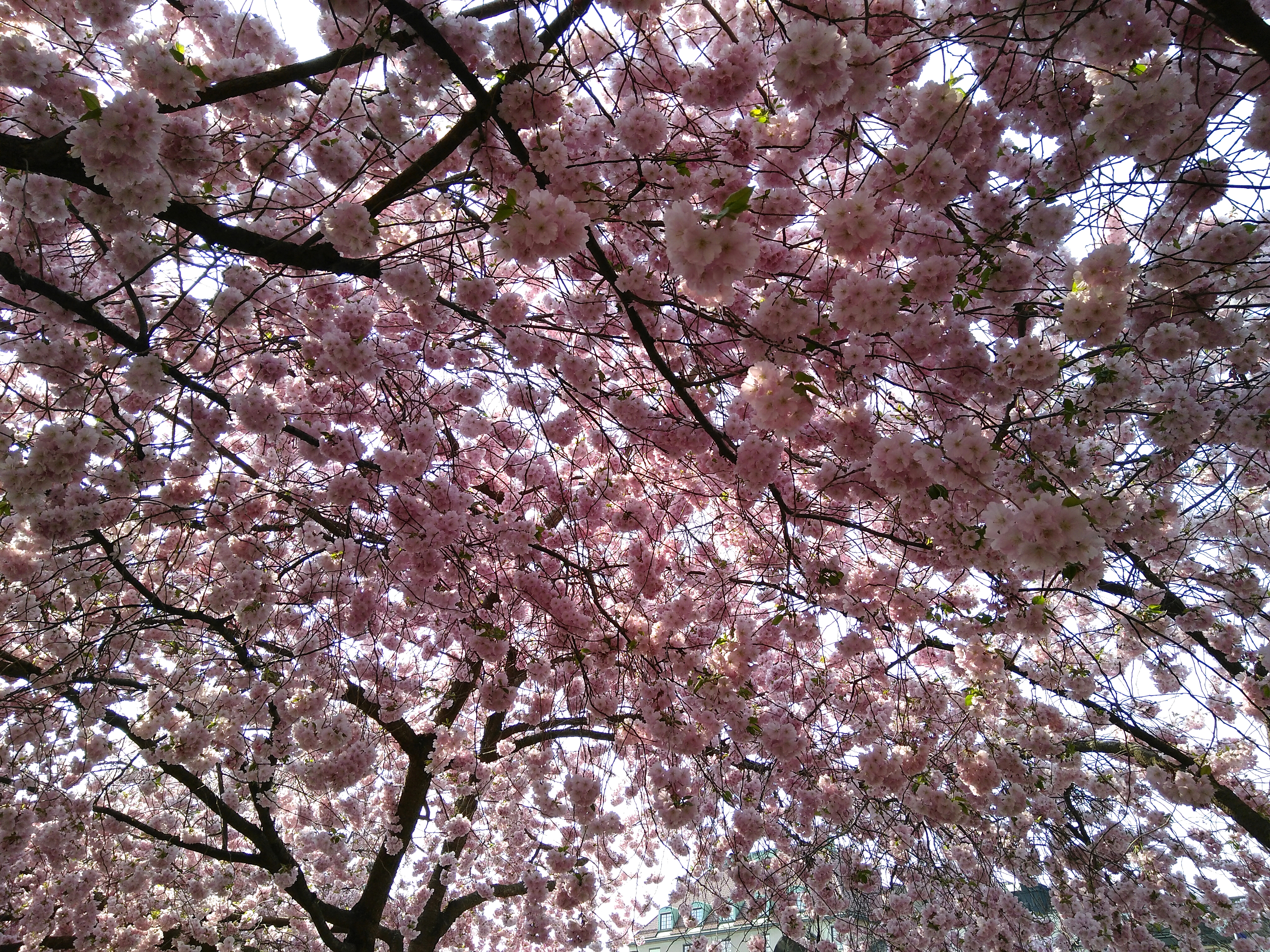 One of the cherry trees of Kungsträdgården, a square that I discovered completely randomly on my last day